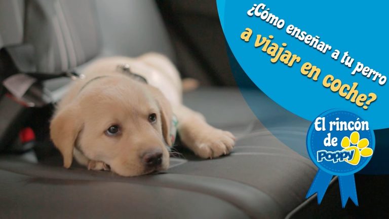 Como viajar con un cachorro en coche