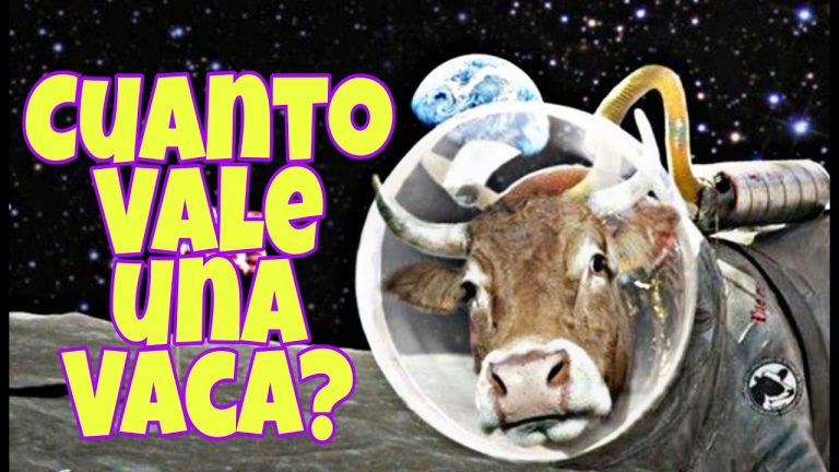 &iquest;Cu&aacute;nto vale una baca? Descubre el precio real aqu&iacute;