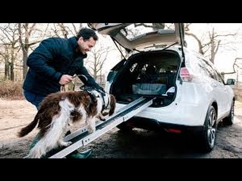 ¡El mejor coche para llevar a tus mejores amigos: perros!